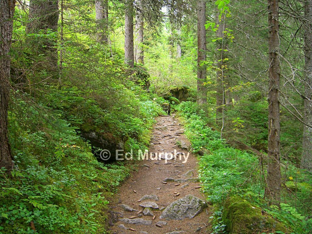 Woodland atmosphere on the way to the Oberhornsee