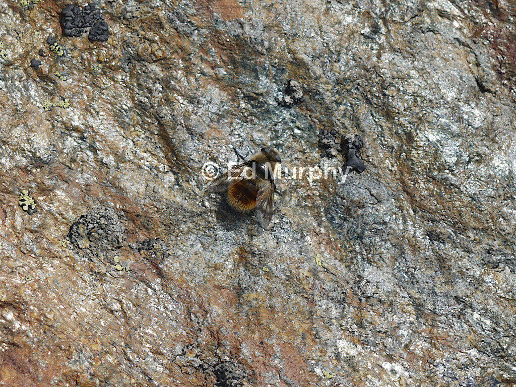 Hoverfly(?) undeterred by the altitude of 3246 M.
