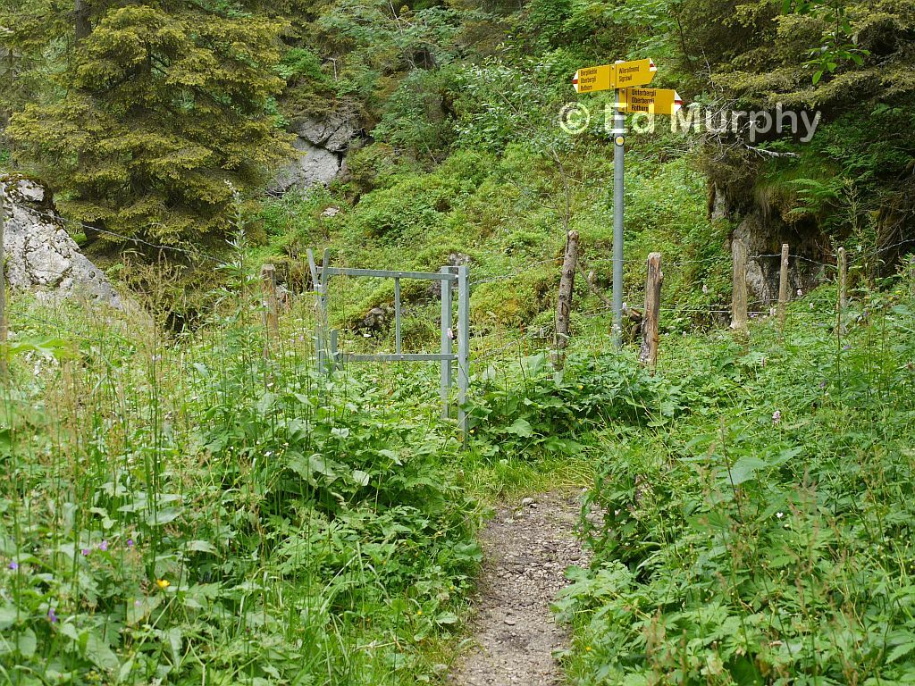 Lush growth on the descent from the Sigriswiler Rothorn