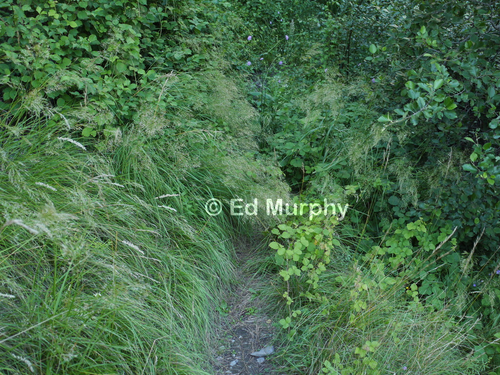 Overgrown track on the way to Alp Tatz