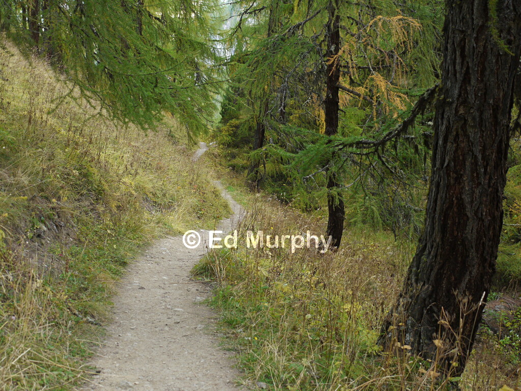 Woodland path above Les Gouilles in the Arolla Valley
