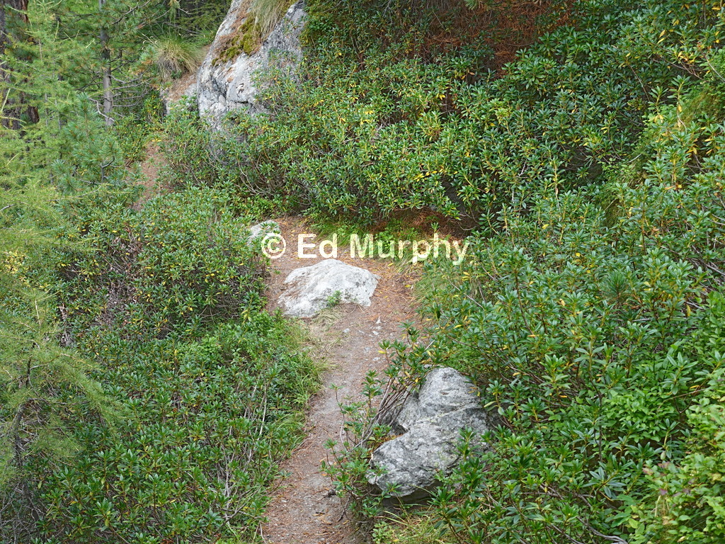 Shrubbery on the lower part of the path to the Col de Tsarmine