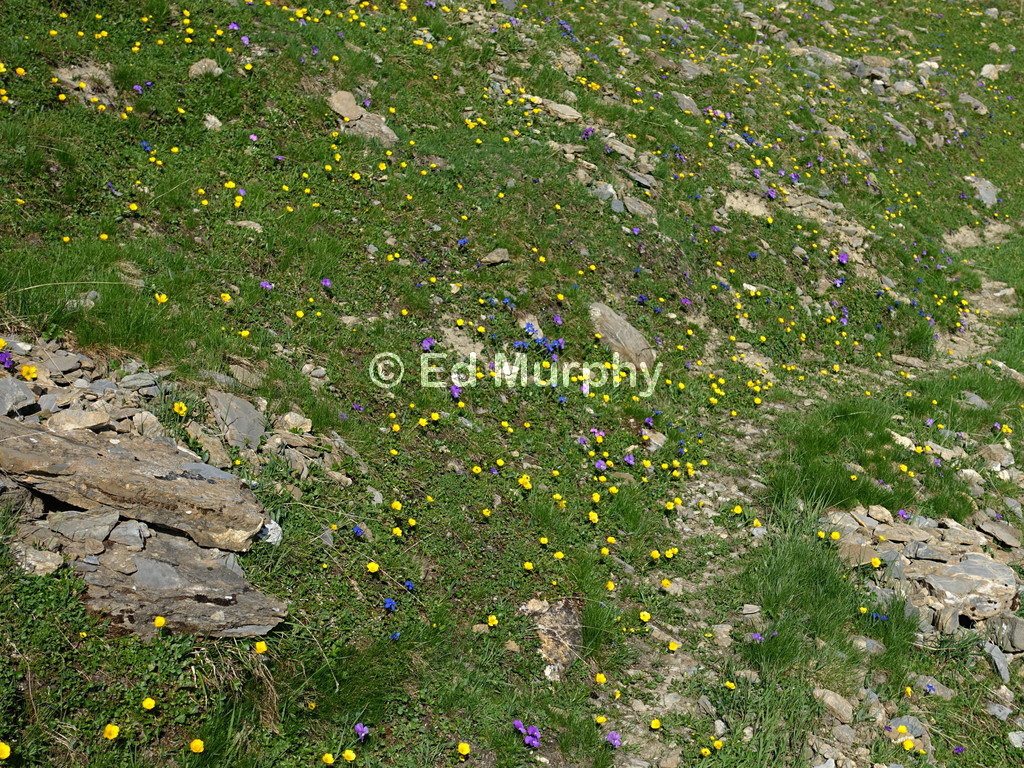 Summer flowers on the way to Piz Minschun