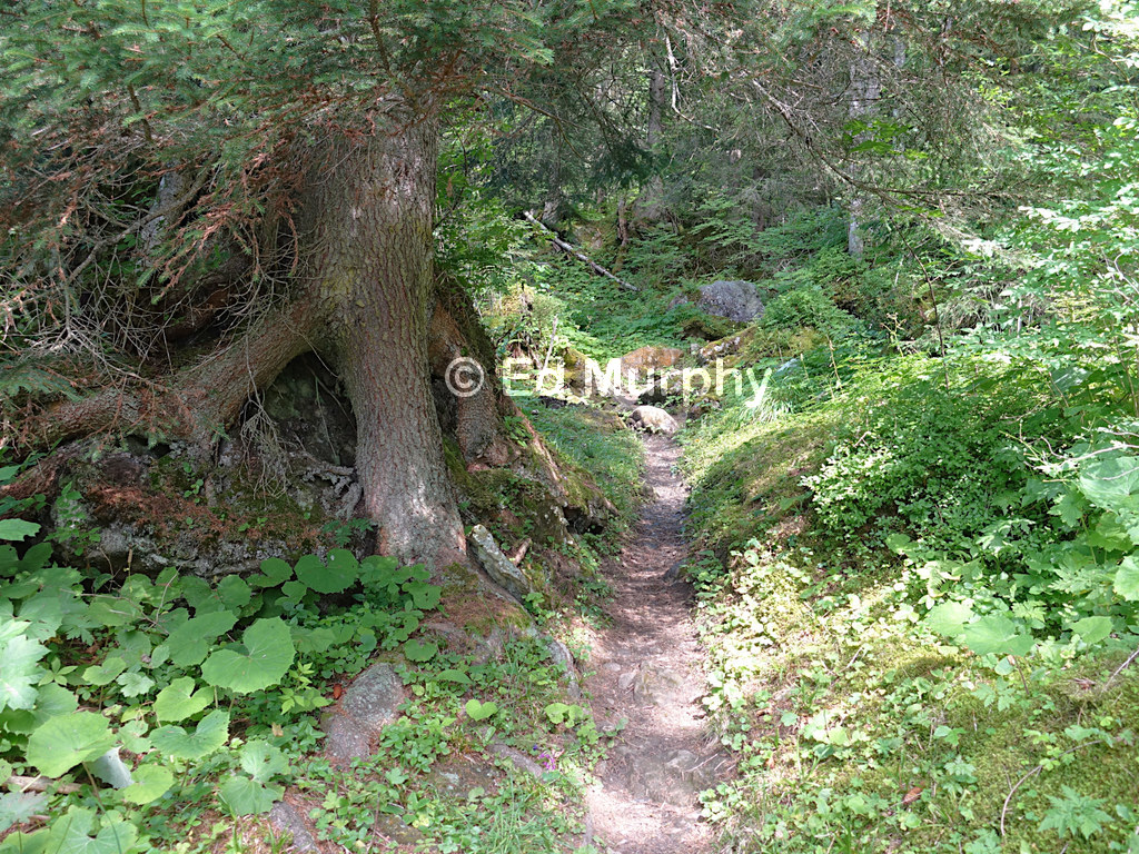 On the lower part of the path up the Elsighorn