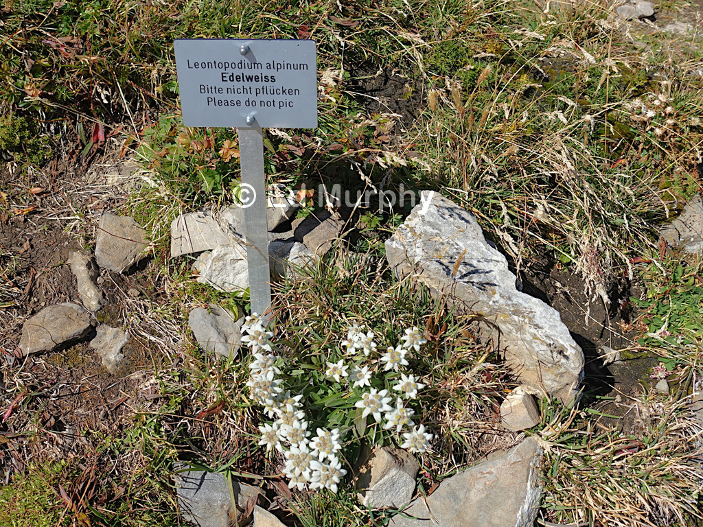 Edelweiss... do not pic them!